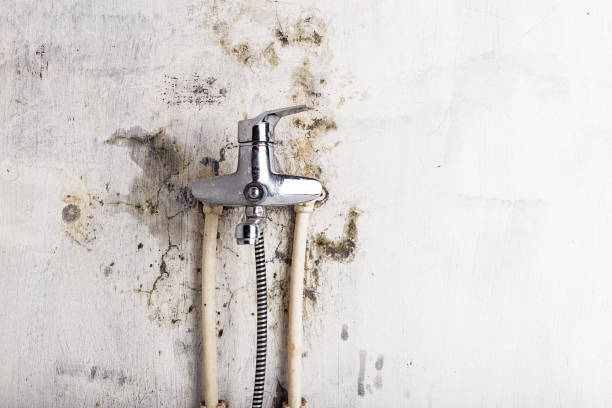 Best Preventive Mold Services in Ellport, PA