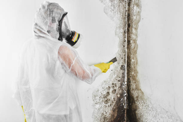 Best White Mold Remediation in Ellport, PA
