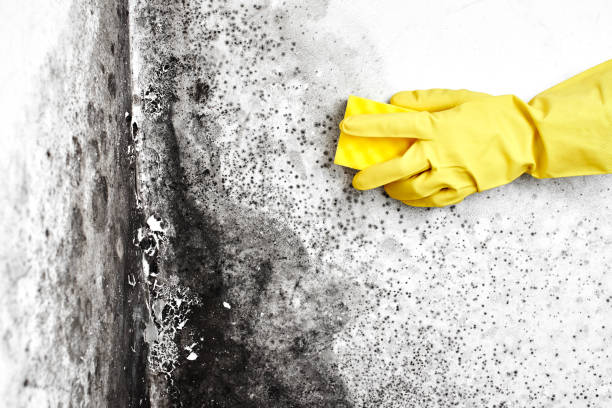 Best Residential Mold Remediation in Ellport, PA