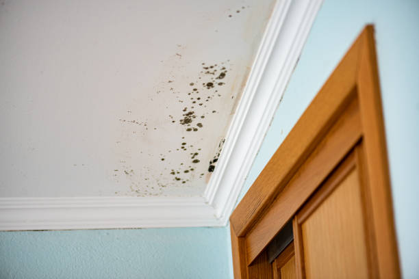 Best Attic Mold Remediation in Ellport, PA