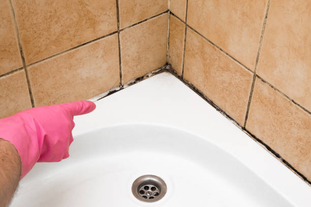 Best Mold Remediation for Schools in Ellport, PA